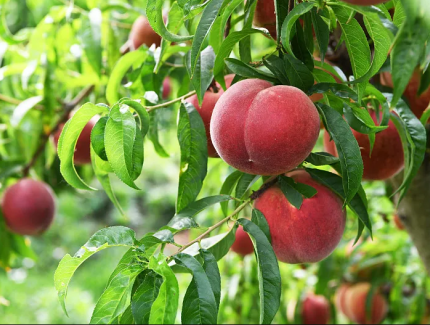 冷库赋能，桃子产业 “鲜” 机无限